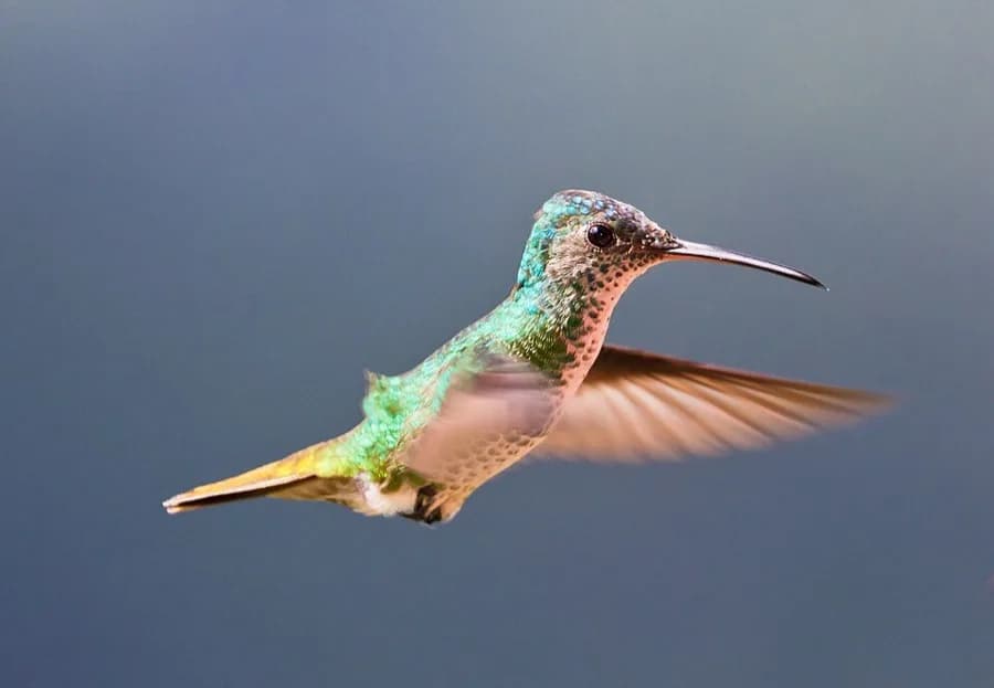 Colibrí / Tucusito (Trochilidae) en su ambiente