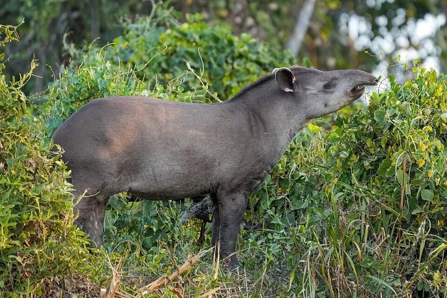 Danta o tapir (Tapirus terrestris) en su ambiente