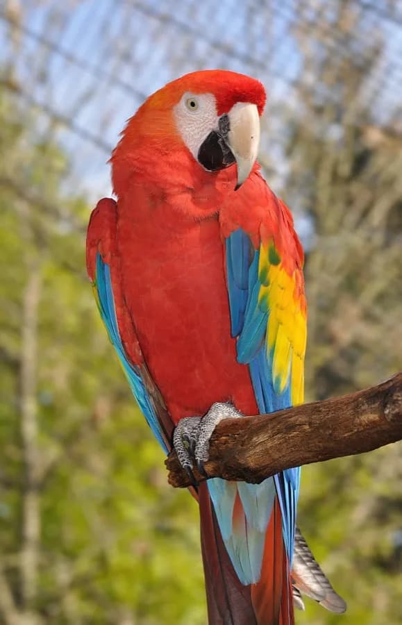 Guacamaya bandera (Ara macao) en su ambiente