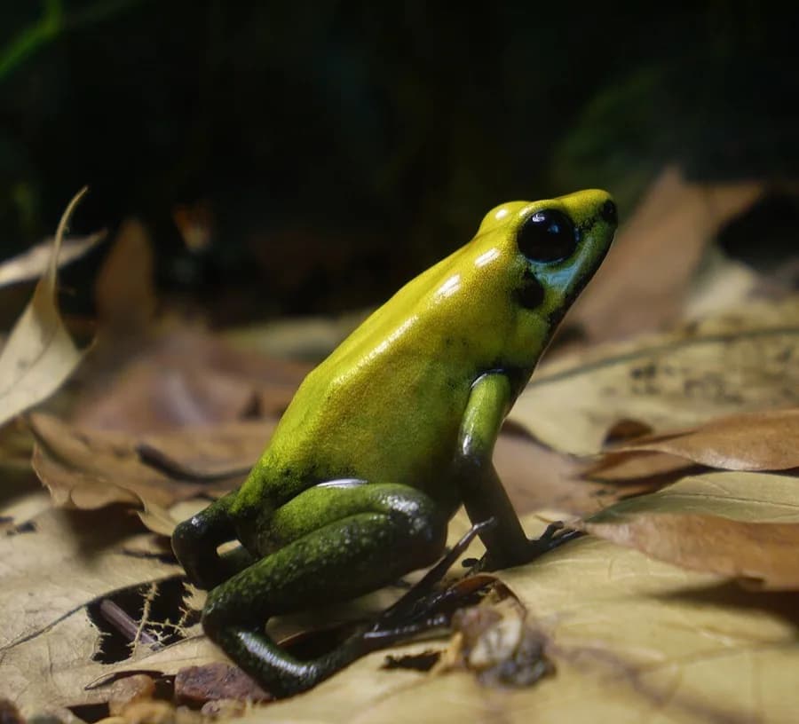 Rana flecha venenosa (Dendrobatidae) en su ambiente