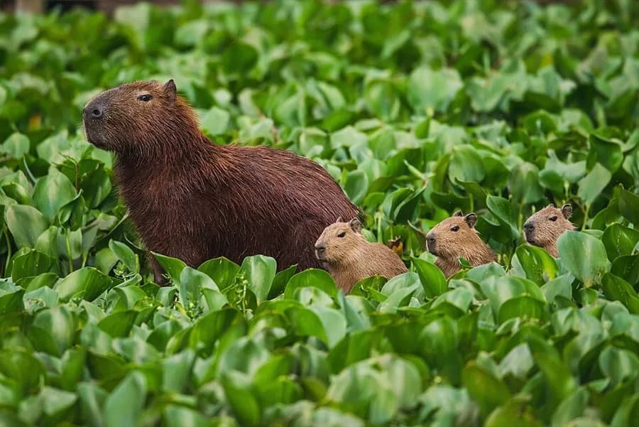 Capibara o chigüire (Hydrochoerus hydrochaeris) en su ambiente