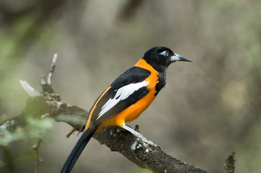 Turpial (Icterus icterus) en su ambiente