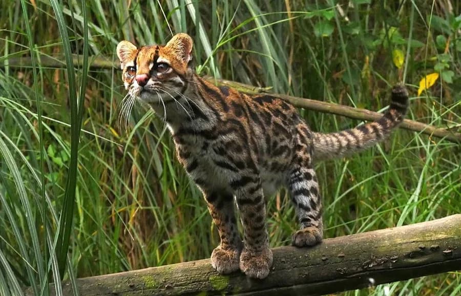 Cunaguaro / tigrillo (Leopardus) en su ambiente
